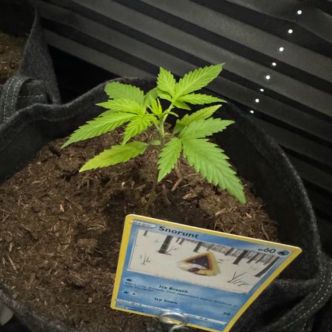 White Widow Automatic #2 growlog timeline photo
