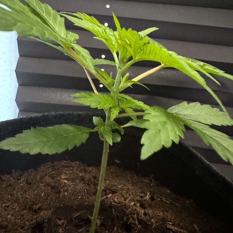 White Widow Automatic #2 growlog timeline photo