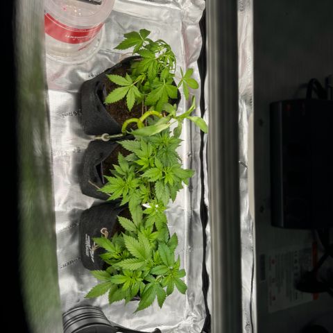White Widow Automatic #2 growlog timeline photo