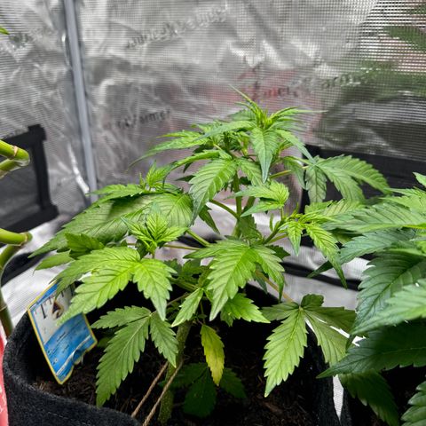 White Widow Automatic #2 growlog timeline photo