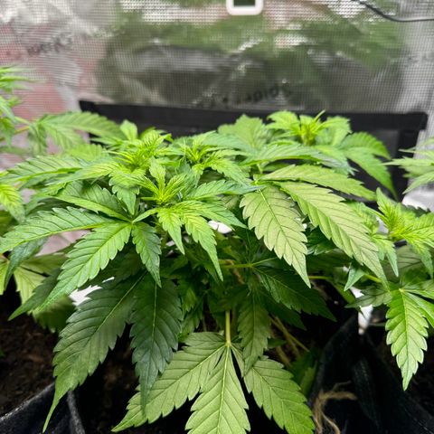 White Widow Automatic #2 growlog timeline photo