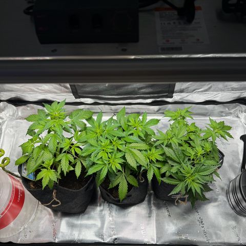 White Widow Automatic #2 growlog timeline photo