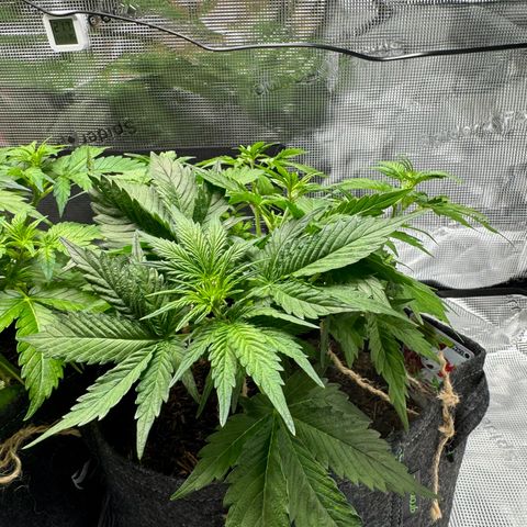 White Widow Automatic #2 growlog timeline photo