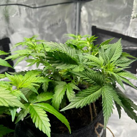 White Widow Automatic #2 growlog timeline photo