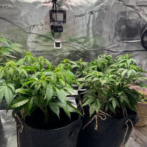 White Widow Automatic #2 growlog timeline photo