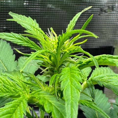 White Widow Automatic #2 growlog timeline photo
