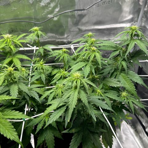 White Widow Automatic #2 growlog timeline photo