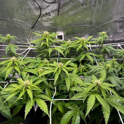 White Widow Automatic #2 growlog timeline photo