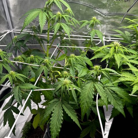 White Widow Automatic #2 growlog timeline photo