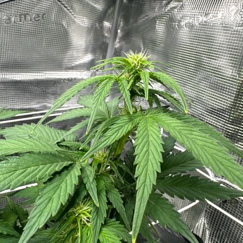 White Widow Automatic #2 growlog timeline photo