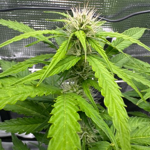 White Widow Automatic #2 growlog timeline photo