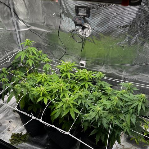 White Widow Automatic #2 growlog timeline photo