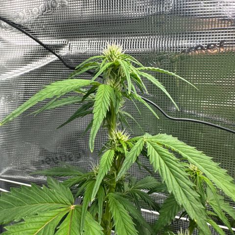 White Widow Automatic #2 growlog timeline photo