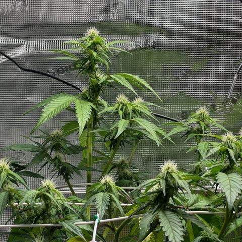White Widow Automatic #2 growlog timeline photo