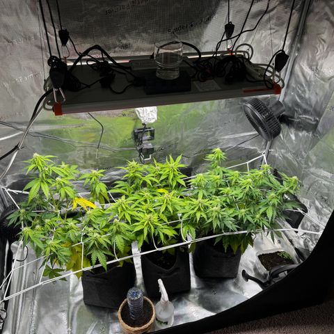 White Widow Automatic #2 growlog timeline photo