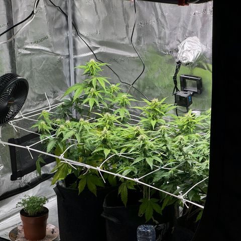 White Widow Automatic #2 growlog timeline photo