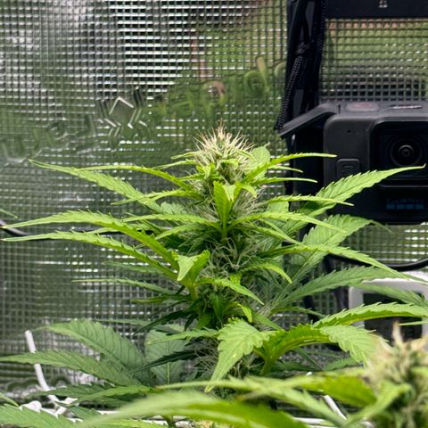 White Widow Automatic #2 growlog timeline photo