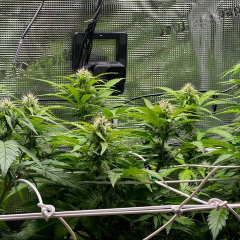 White Widow Automatic #2 growlog timeline photo