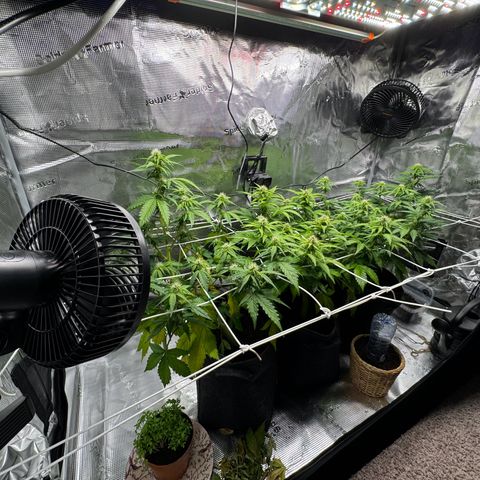 White Widow Automatic #2 growlog timeline photo