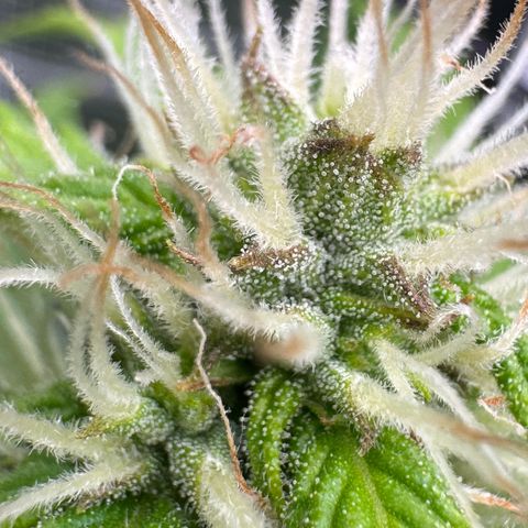 White Widow Automatic #2 growlog timeline photo