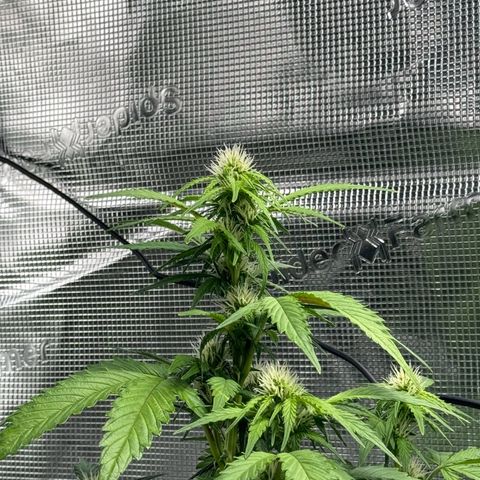 White Widow Automatic #2 growlog timeline photo