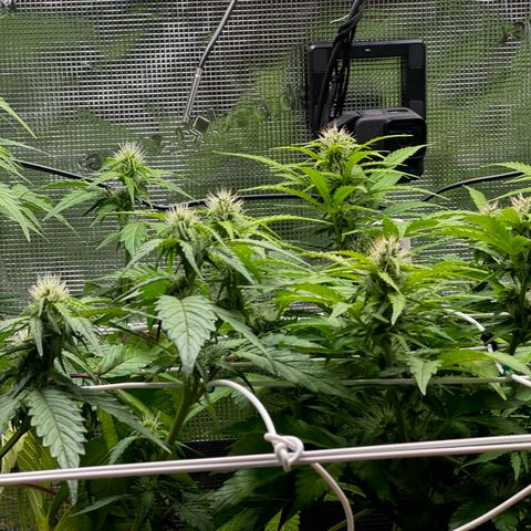 White Widow Automatic #2 growlog timeline photo