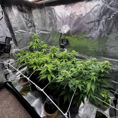 White Widow Automatic #2 growlog timeline photo
