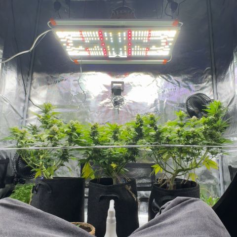White Widow Automatic #2 growlog timeline photo