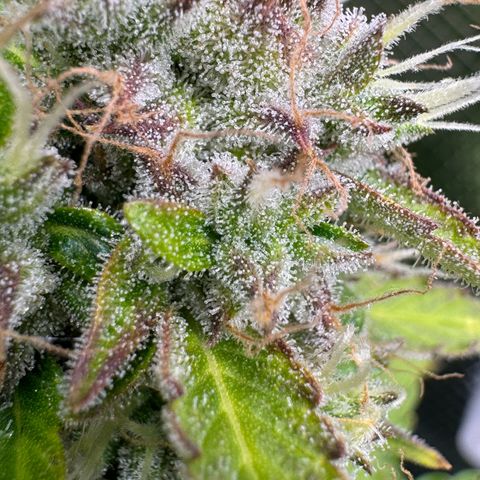 White Widow Automatic #2 growlog timeline photo