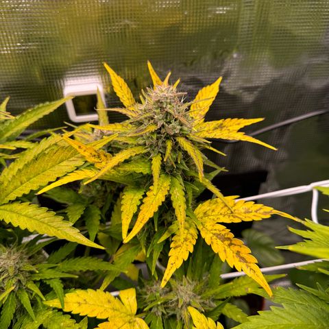 White Widow Automatic #2 growlog timeline photo