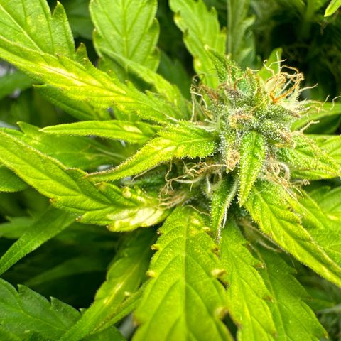 White Widow Automatic #2 growlog timeline photo