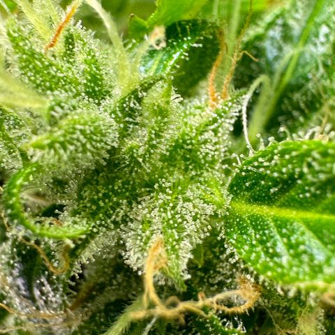 White Widow Automatic #2 growlog timeline photo