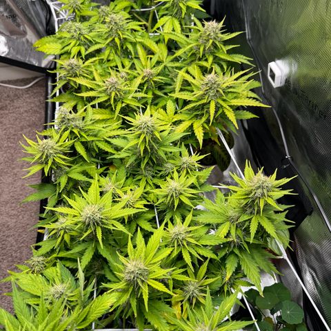White Widow Automatic #2 growlog timeline photo