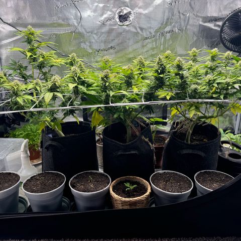 White Widow Automatic #2 growlog timeline photo