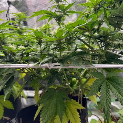 White Widow Automatic #2 growlog timeline photo
