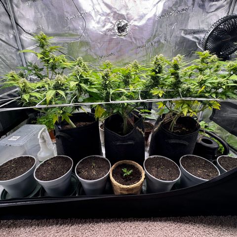 White Widow Automatic #2 growlog timeline photo