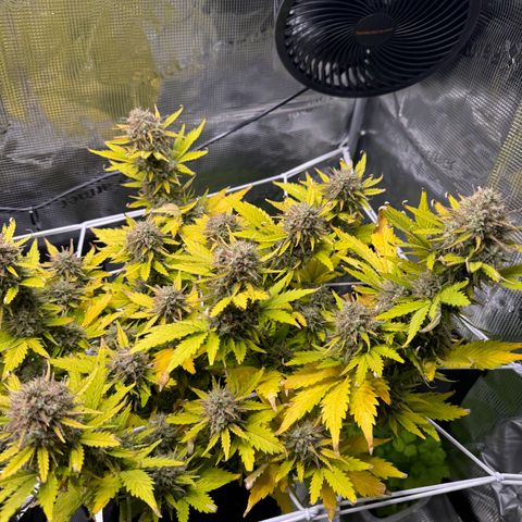White Widow Automatic #2 growlog timeline photo