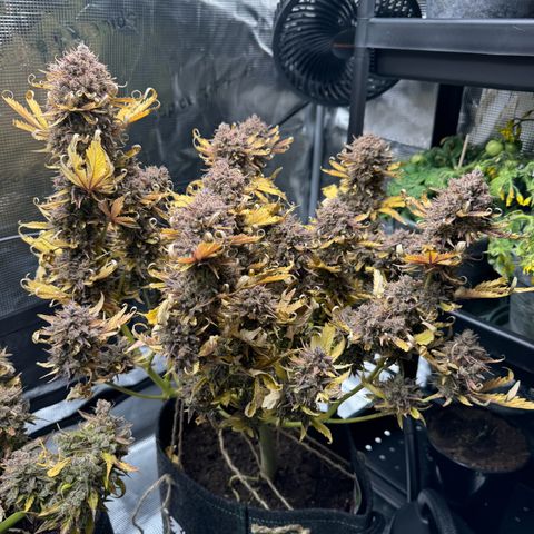 White Widow Automatic #2 growlog timeline photo