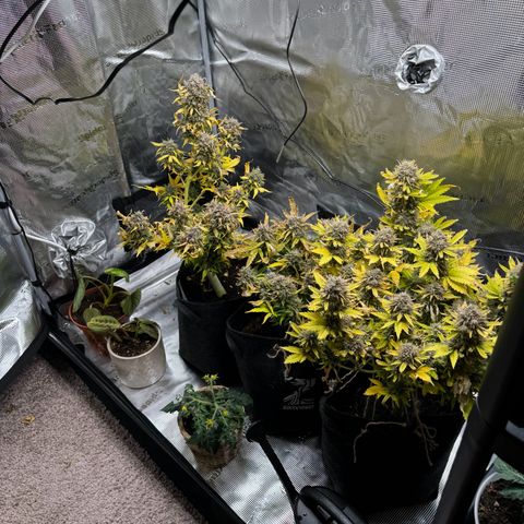 White Widow Automatic #2 growlog timeline photo