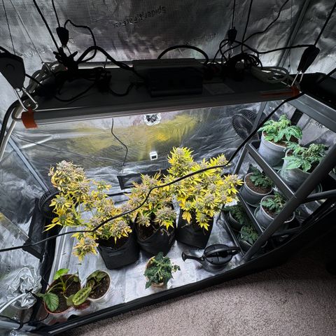 White Widow Automatic #2 growlog timeline photo
