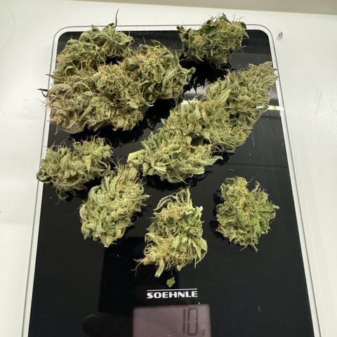White Widow Automatic #2 growlog timeline photo