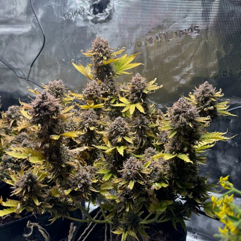 White Widow Automatic #2 growlog timeline photo