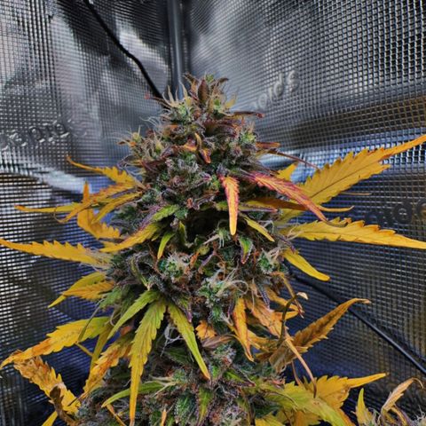 White Widow Automatic #2 growlog timeline photo