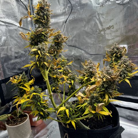White Widow Automatic #2 growlog timeline photo