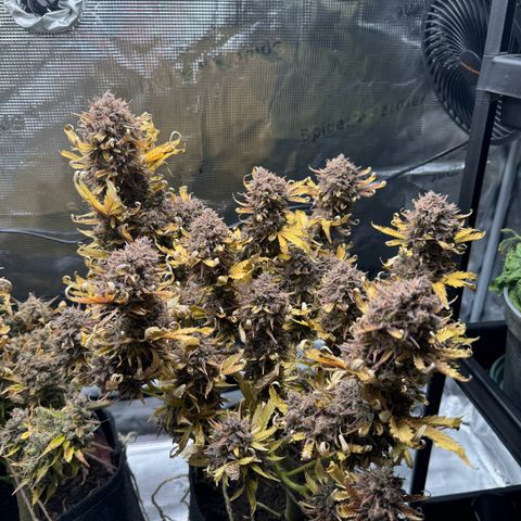 White Widow Automatic #2 growlog timeline photo