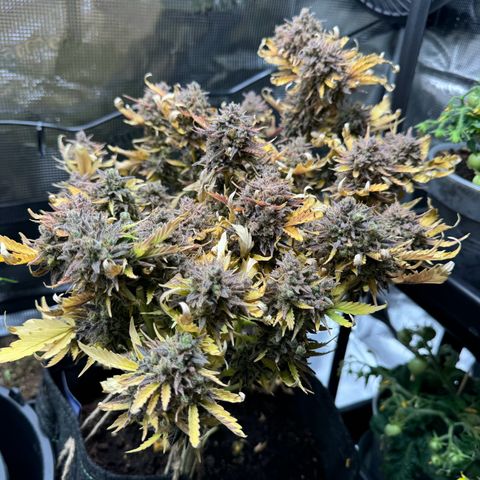 White Widow Automatic #2 growlog timeline photo