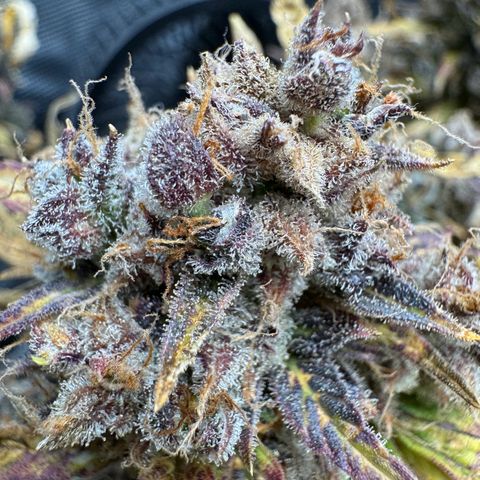 White Widow Automatic #2 growlog timeline photo