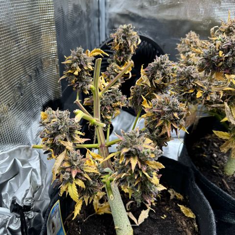 White Widow Automatic #2 growlog timeline photo