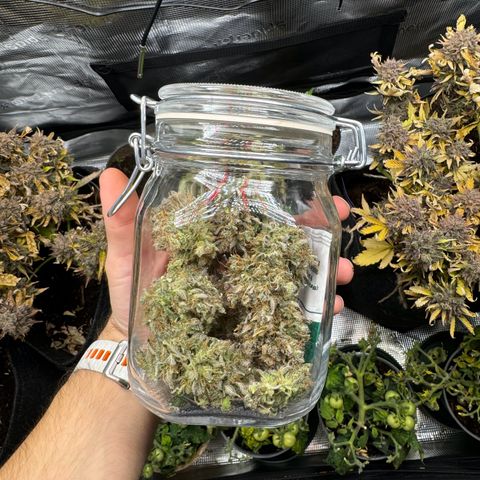 White Widow Automatic #2 growlog timeline photo
