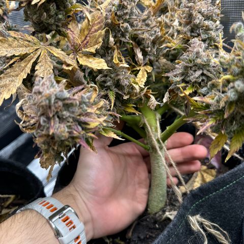 White Widow Automatic #2 growlog timeline photo